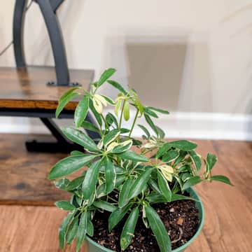 Variegated Umbrella Tree