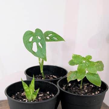 Snake Plant, Monstera, Polka Dot Plant