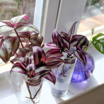 Wandering Dude - Rooted Cuttings