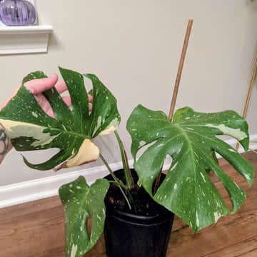 Thai Constellation Monstera 2