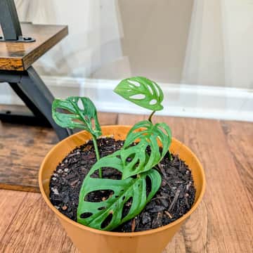Swiss Cheese Vine - Monstera