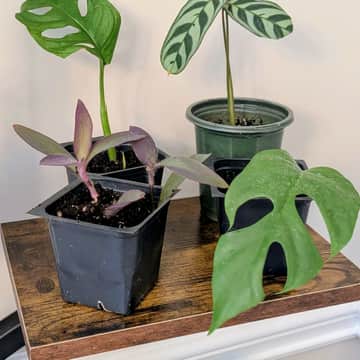 Monsteras, Calathea, Purple Heart