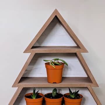 Tree Shelf with 4 Succulents